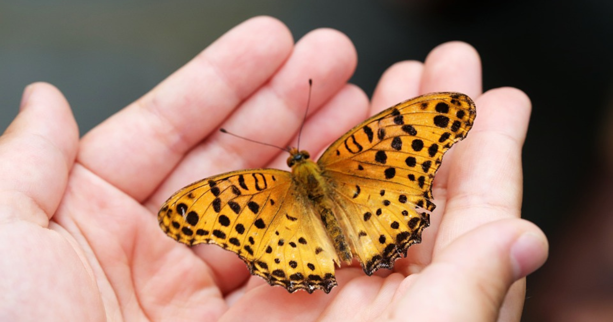 An image of hands holding delicate butterflies, symbolizing the transformative power of Switchwords and the journey of personal growth and manifestation amidst beauty and grace. 